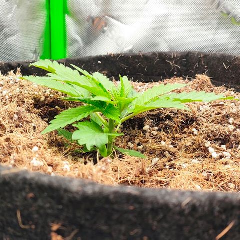 Green Crack CBD growlog timeline photo