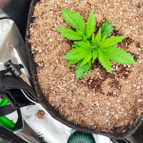 Green Crack CBD growlog timeline photo