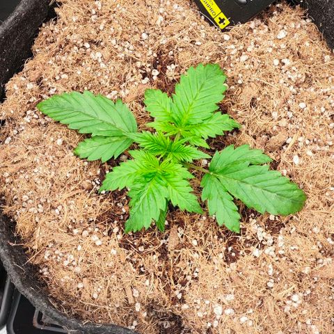 Green Crack CBD growlog timeline photo