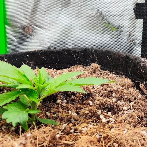 Green Crack CBD growlog timeline photo