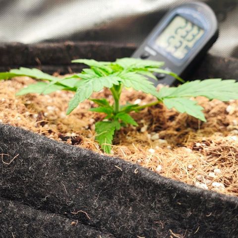 Green Crack CBD growlog timeline photo