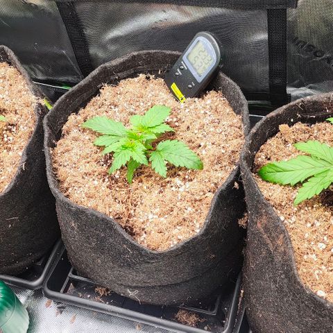 Green Crack CBD growlog timeline photo