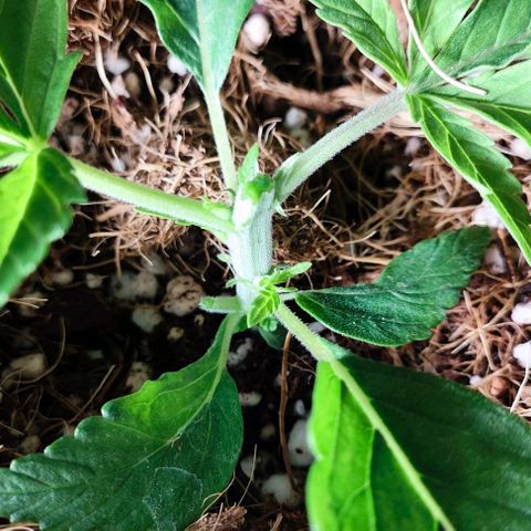 Green Crack CBD growlog photo: Poda e aumento de ppfd pra 450 - 30 a 35 dli