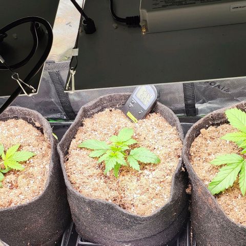 Green Crack CBD growlog photo: Poda e aumento de ppfd pra 450 - 30 a 35 dli