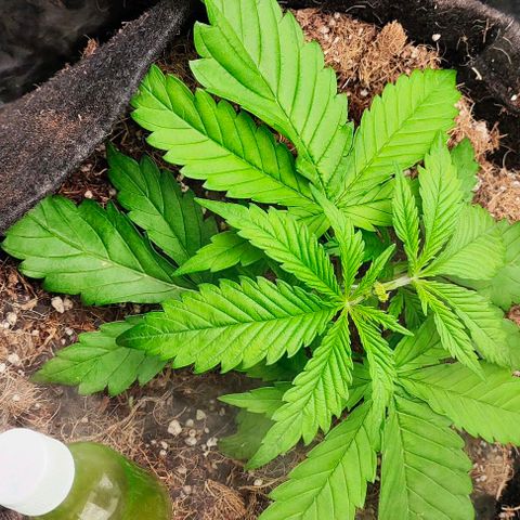 Green Crack CBD growlog photo: Microrizas + bactérias beneficas