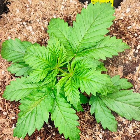 Green Crack CBD growlog photo: Microrizas + bactérias beneficas