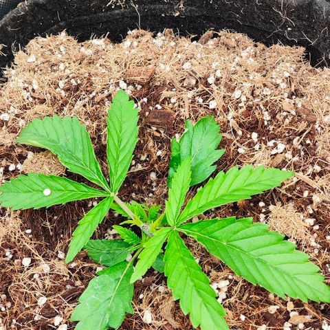 Green Crack CBD growlog photo: Microrizas + bactérias beneficas