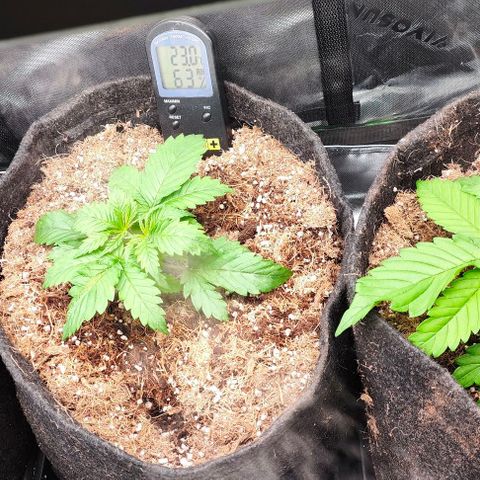Green Crack CBD growlog photo: Microrizas + bactérias beneficas