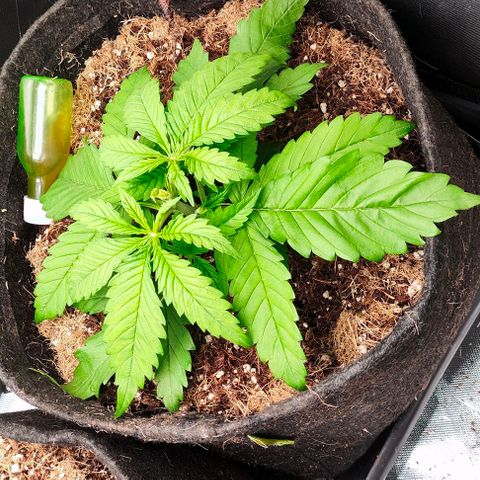 Green Crack CBD growlog timeline photo