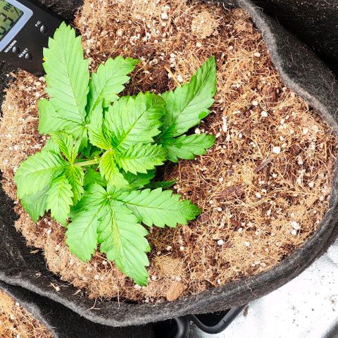 Green Crack CBD growlog timeline photo