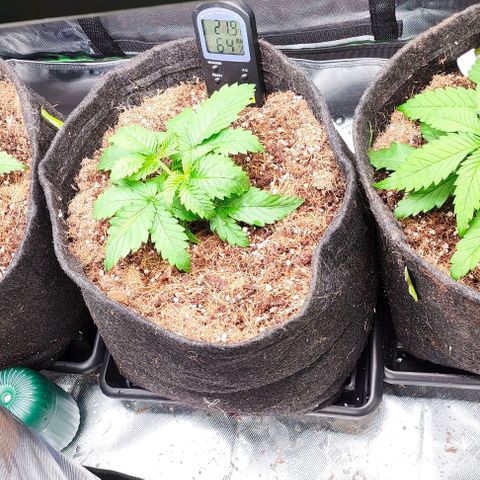 Green Crack CBD growlog timeline photo