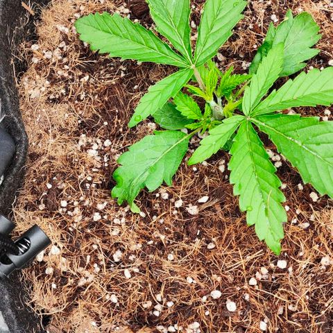 Green Crack CBD growlog timeline photo