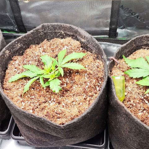 Green Crack CBD growlog timeline photo