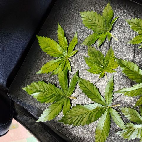 Green Crack CBD growlog timeline photo