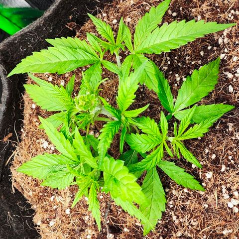 Green Crack CBD growlog timeline photo