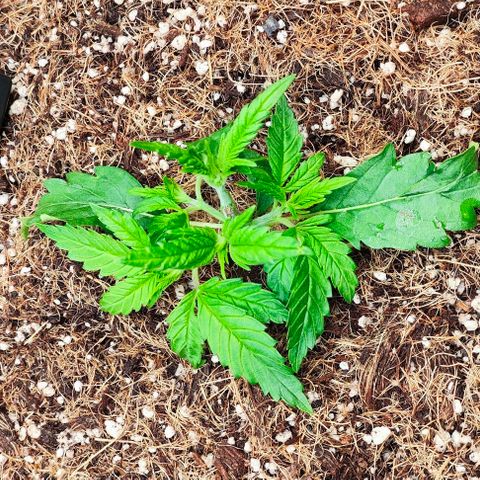 Green Crack CBD growlog timeline photo