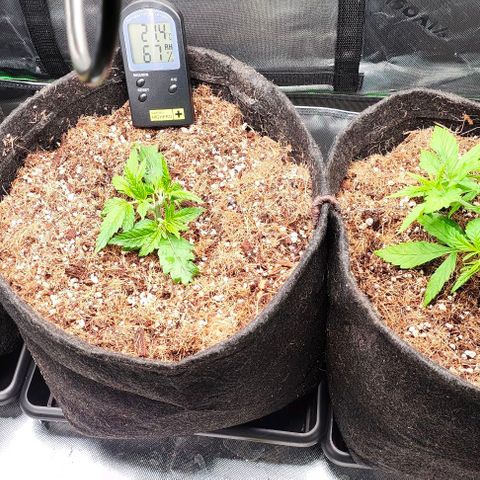 Green Crack CBD growlog timeline photo