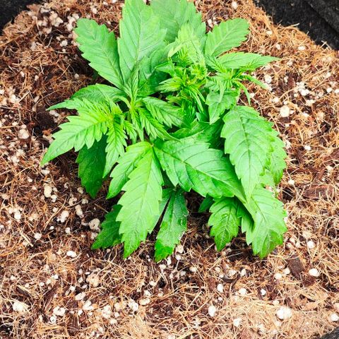 Green Crack CBD growlog timeline photo