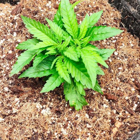 Green Crack CBD growlog timeline photo