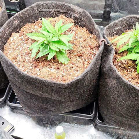 Green Crack CBD growlog timeline photo