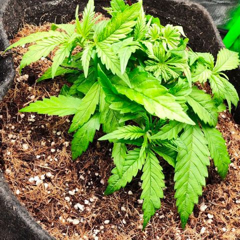 Green Crack CBD growlog timeline photo