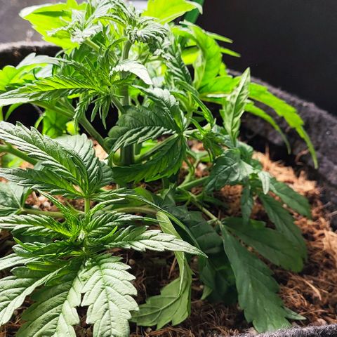 Green Crack CBD growlog timeline photo