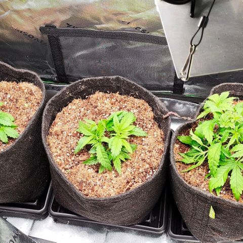 Green Crack CBD growlog timeline photo