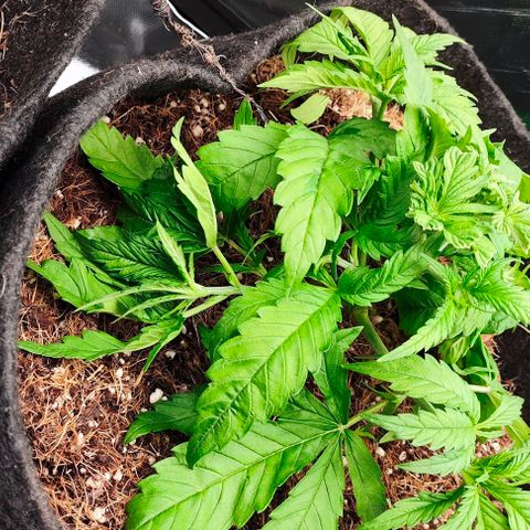 Green Crack CBD growlog timeline photo