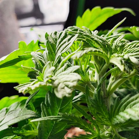 Green Crack CBD growlog timeline photo