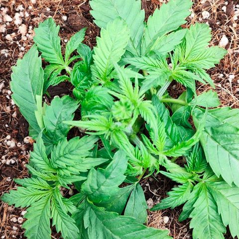 Green Crack CBD growlog timeline photo