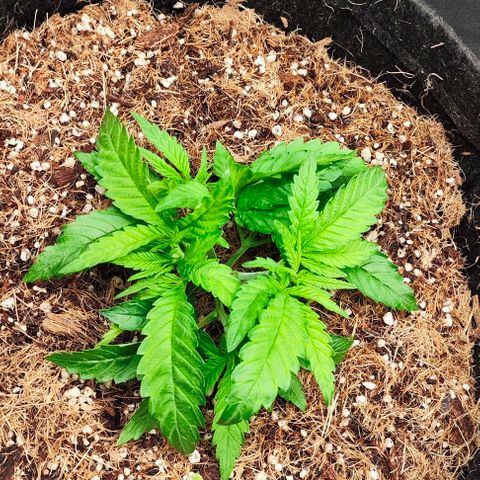 Green Crack CBD growlog timeline photo
