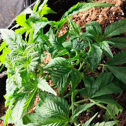 Green Crack CBD growlog timeline photo