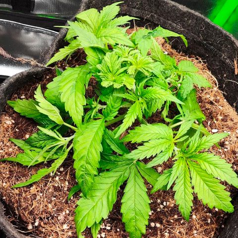 Green Crack CBD growlog timeline photo
