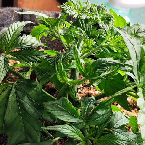 Green Crack CBD growlog timeline photo