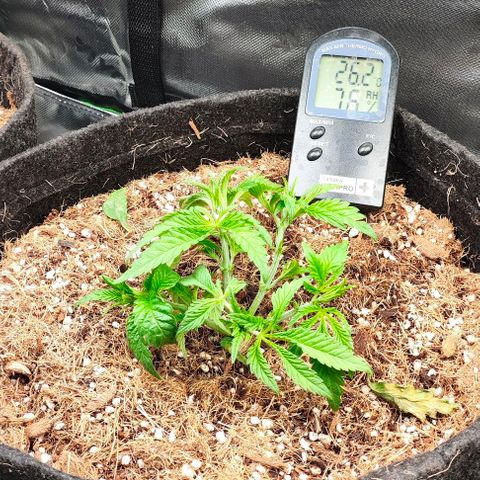 Green Crack CBD growlog timeline photo