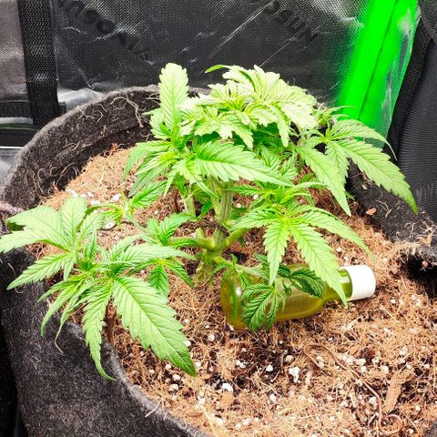 Green Crack CBD growlog timeline photo