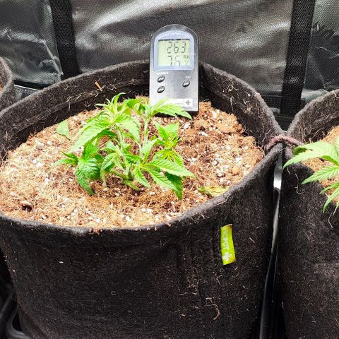 Green Crack CBD growlog timeline photo