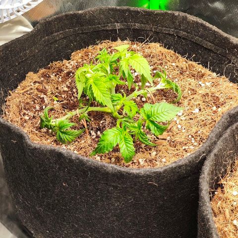 Green Crack CBD growlog timeline photo