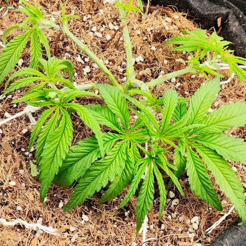 Green Crack CBD growlog timeline photo