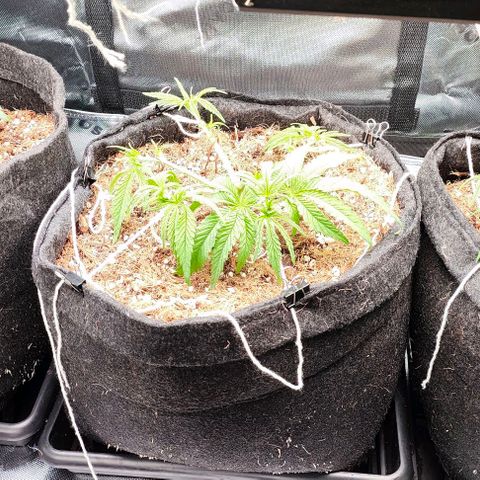 Green Crack CBD growlog timeline photo