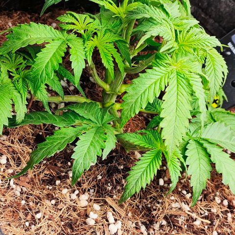 Green Crack CBD growlog timeline photo