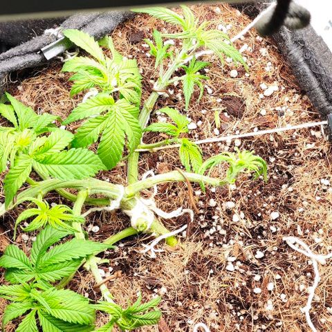 Green Crack CBD growlog timeline photo
