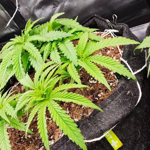 Green Crack CBD growlog timeline photo