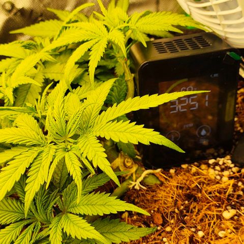 Green Crack CBD growlog timeline photo