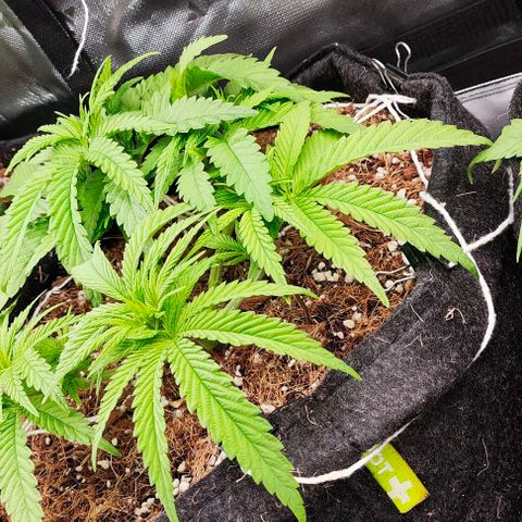 Green Crack CBD growlog timeline photo