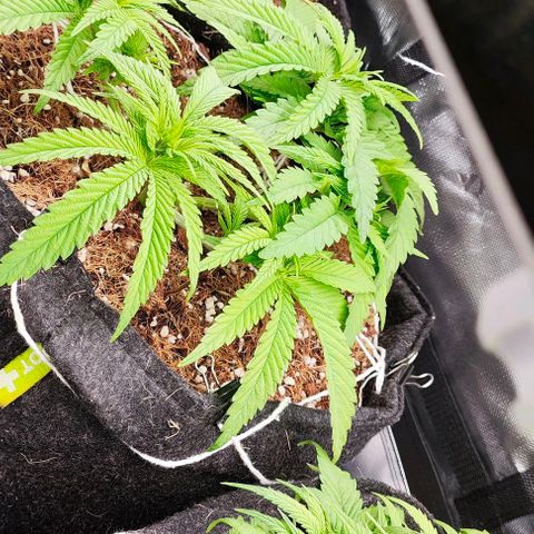 Green Crack CBD growlog timeline photo