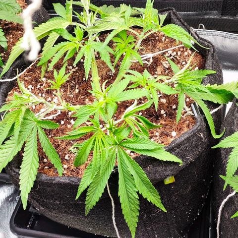 Green Crack CBD growlog timeline photo
