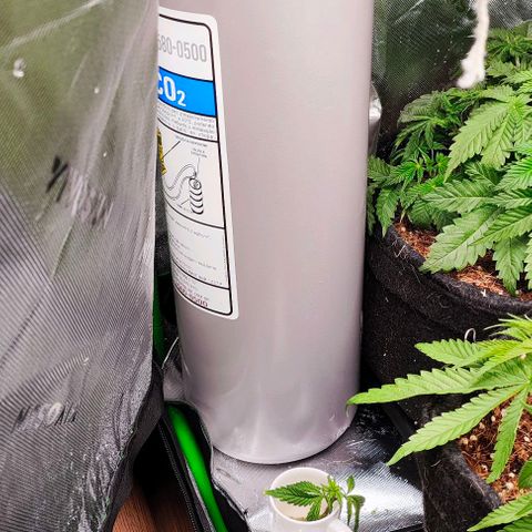 Green Crack CBD growlog timeline photo