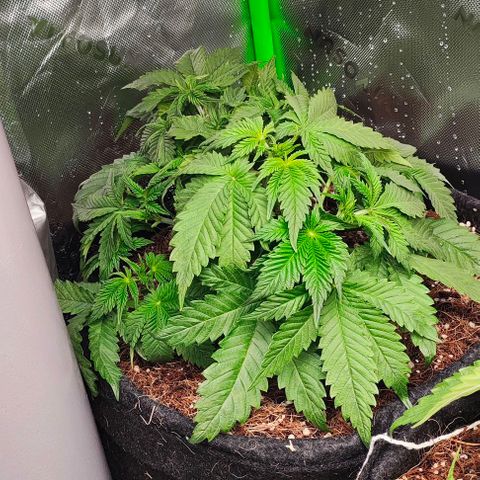 Green Crack CBD growlog timeline photo