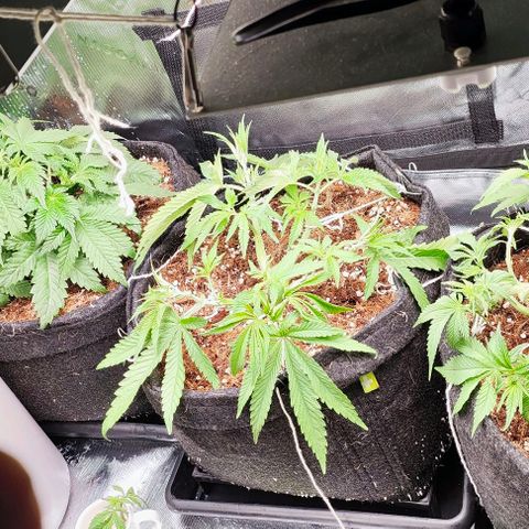 Green Crack CBD growlog timeline photo